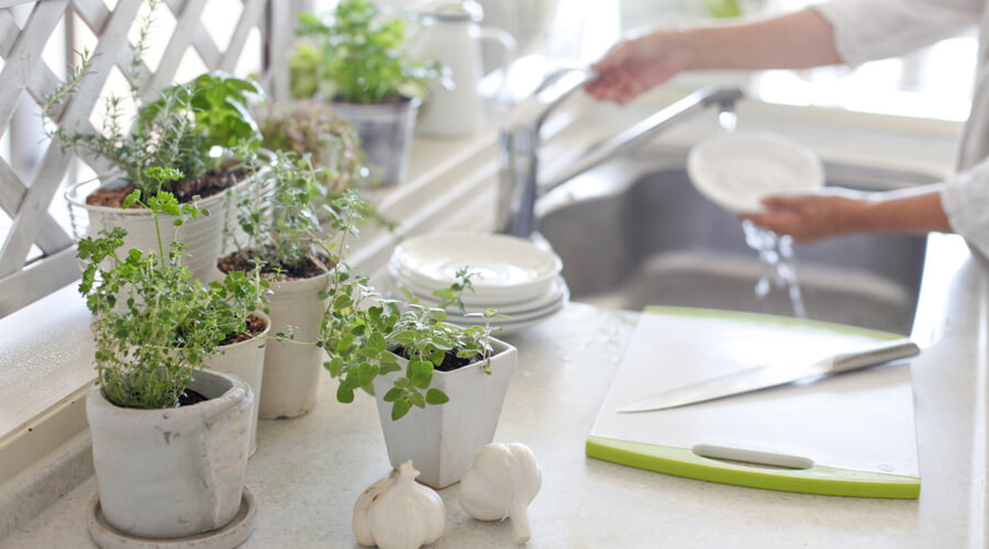 kitchen plants